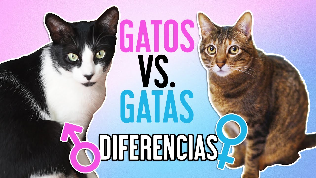 DIFERENCIAS entre GATOS macho 😺♂️Y GATAS hembra 😸♀️| ¿Se comportan distinto?