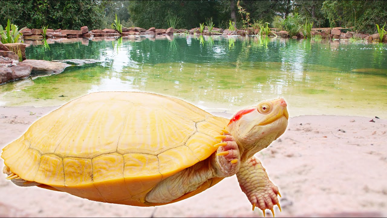 Adding Rare Turtle to the Backyard Pond!