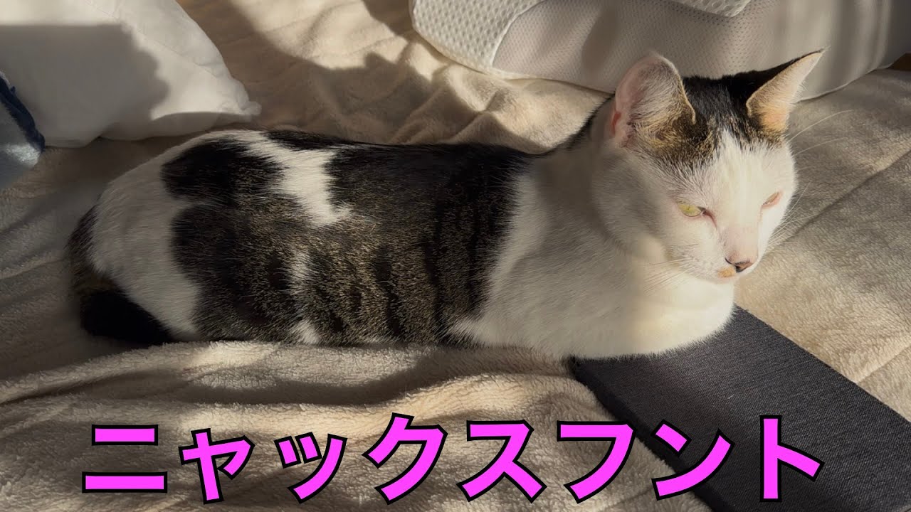 保護猫ナターシャの503日目：胴が伸びて見える