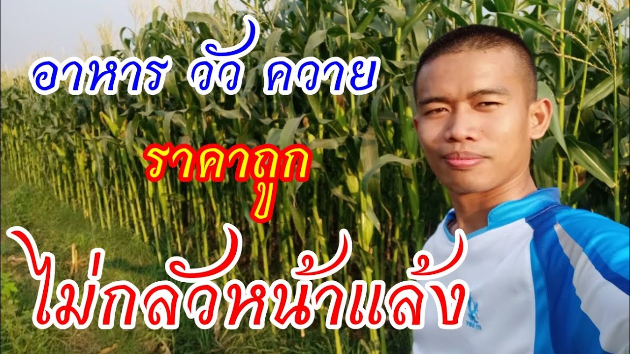 บ่าวเข้มแนะนำลำต้นข้าวโพด อาหารวัว อาหารควาย ราคาถูกต้นทุนต่ำ(27ก.พ63)