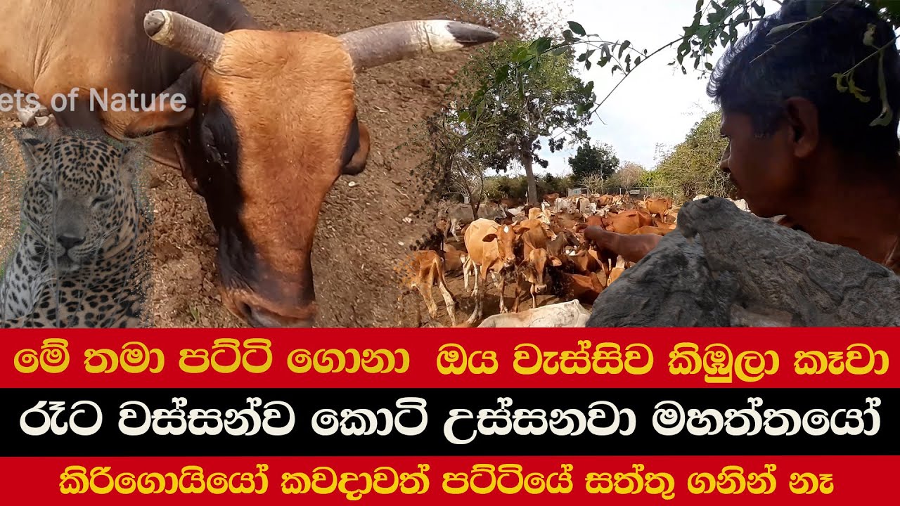 මේ තමා පට්ටි ගොනා | ඔය වැස්සිව කිඹුලා කෑවා | රෑට වස්සන්ව කොටි උස්සනවා මහත්තයෝ