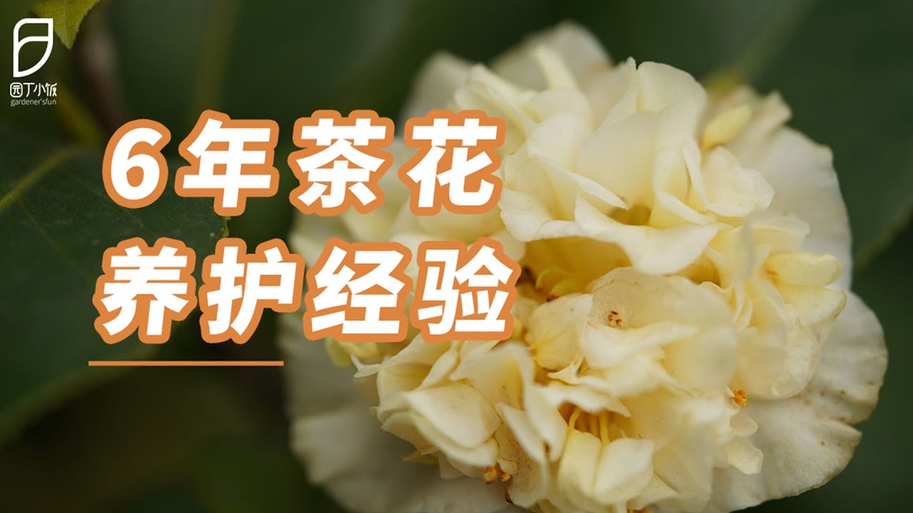 我养了6年的茶花经验，都在这儿了！