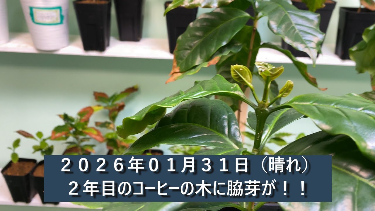 コーヒーの木に脇芽が出ました