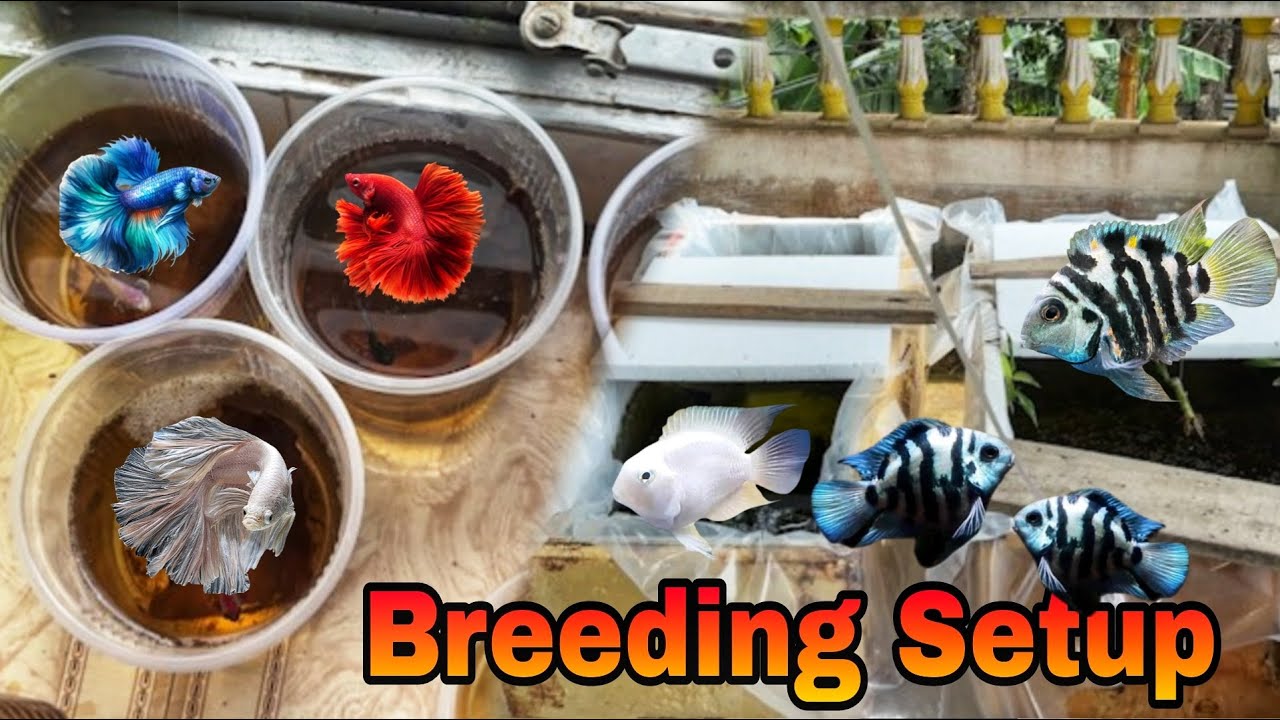 How to Setup a Fish Breeding Tank 🐟🐟 || Betta Fish Breeding Method  || Polar Parrot Breeding Setup