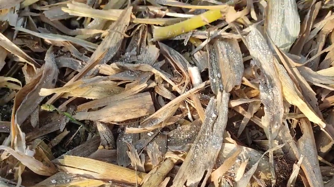 uprawa po kukurydzy🌽. Orka jest bee😁