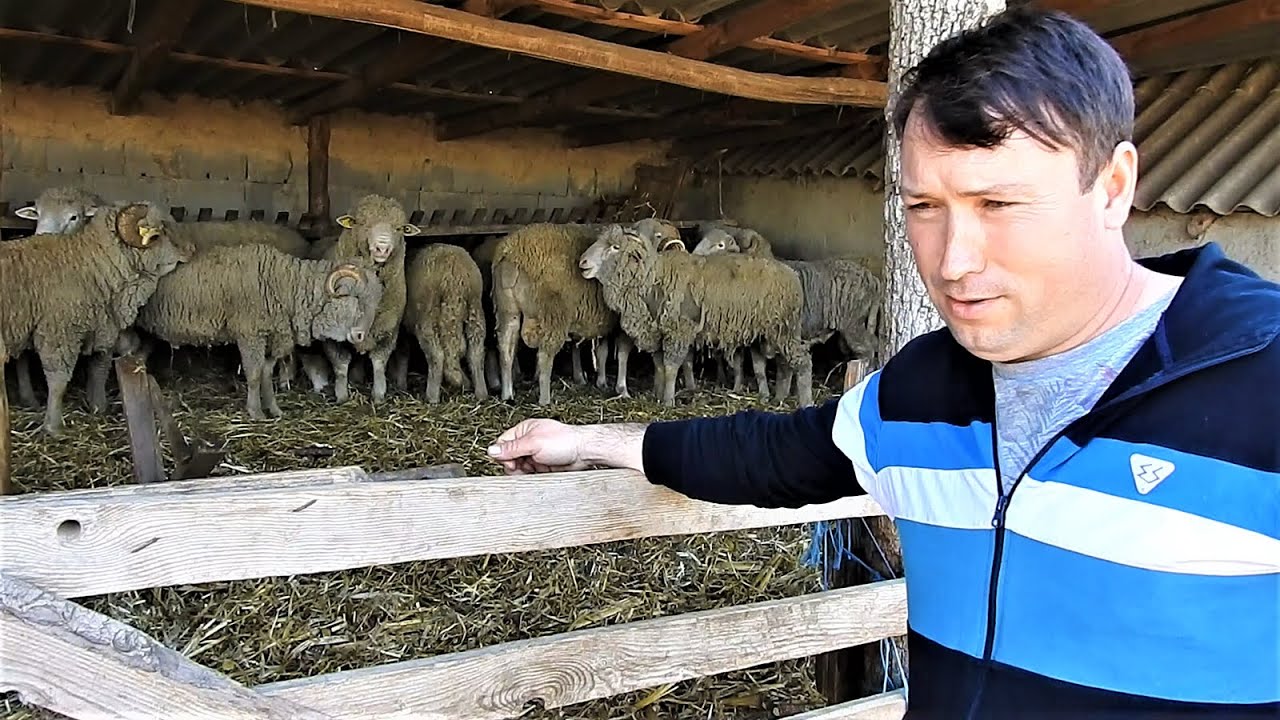 I-AU MURIT TOATE OILE SUFFOLK ! ! ! DIN CE CAUZA NE EXPLICA DOMNUL PITICAS GEORGIAN EMIL. JUD.TULCEA
