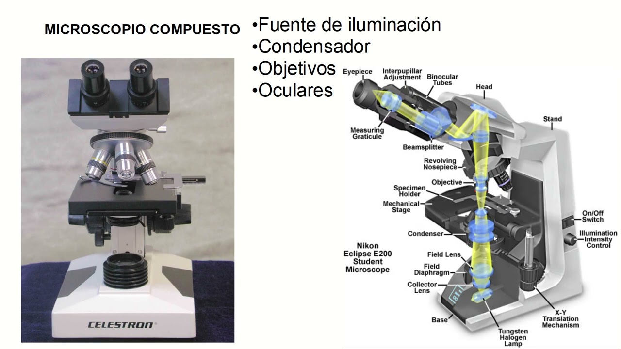 El Microscopio óptico