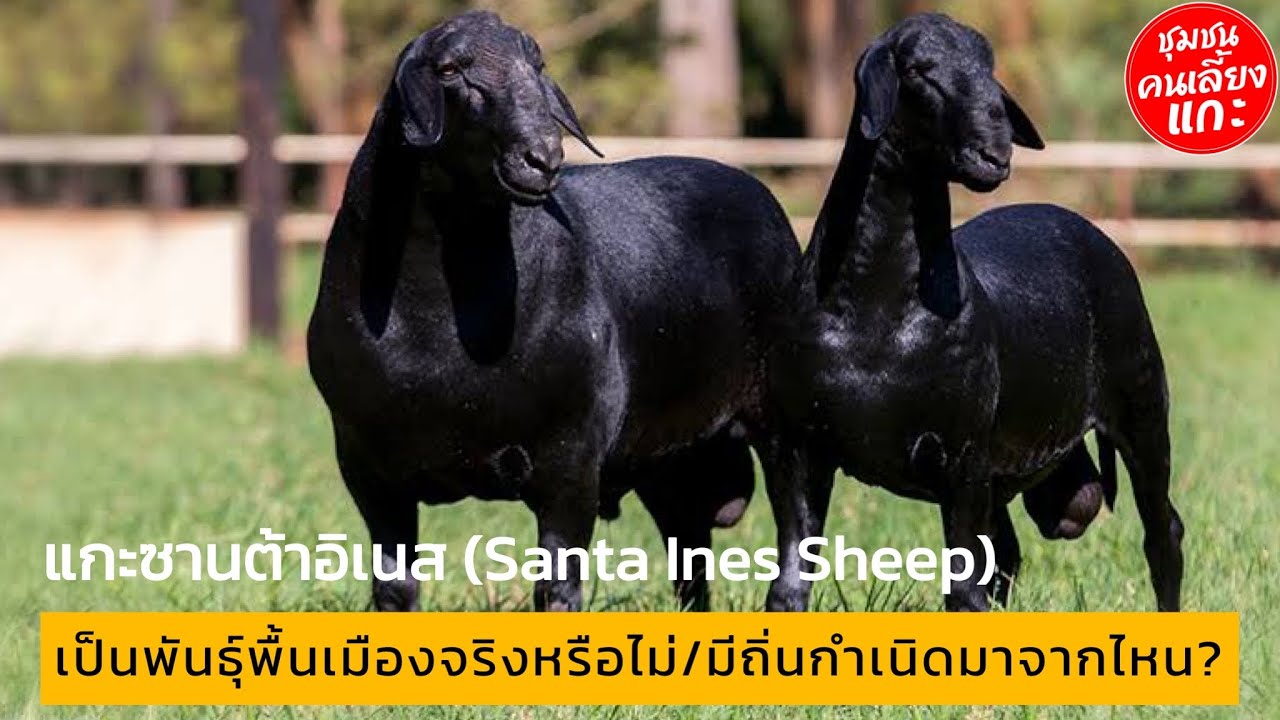 แกะซานต้าอิเนส (Santa Ines Sheep) เป็นพันธุ์พื้นเมืองจริงหรือไม่/มีถิ่นกำเนิดจากที่ไหน? #ตอนพิเศษ