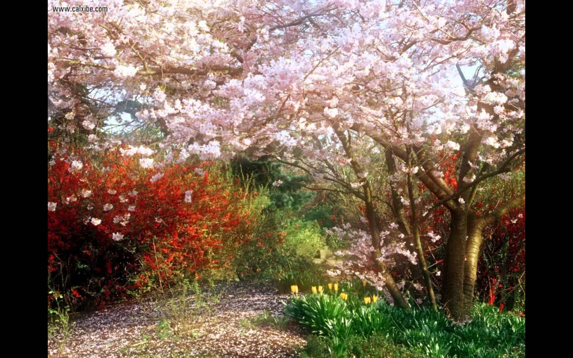 Sakura Trees.flv