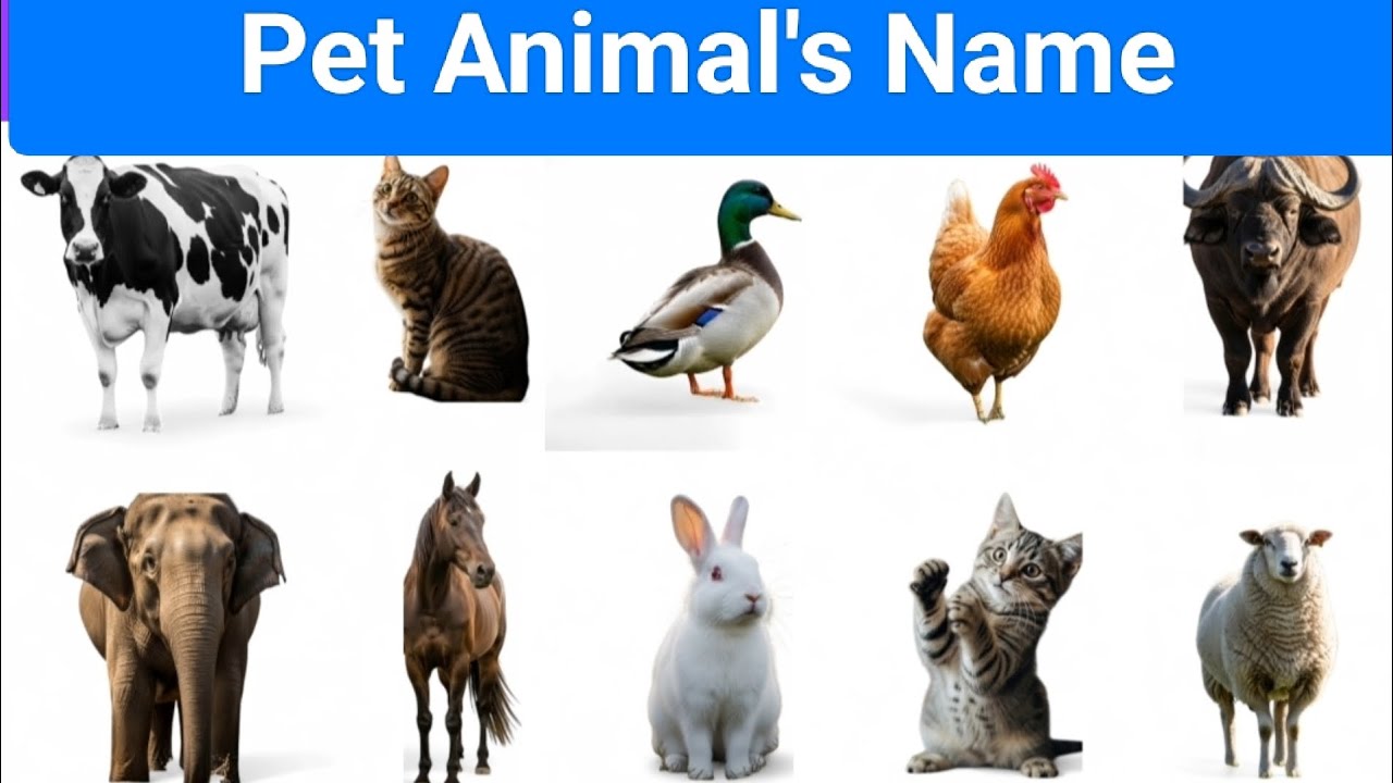 पालतू जानवरों के नाम हिंदी और इंग्लिश में || pet animals name Hindi and English||