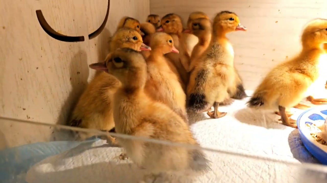 Duck cam: Silver Appleyard ducklings settling in