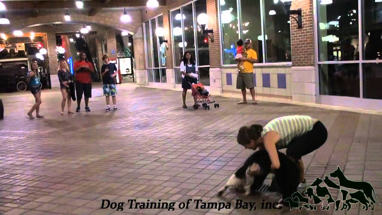 Pet Tricks - Dog Training of Tampa Bay