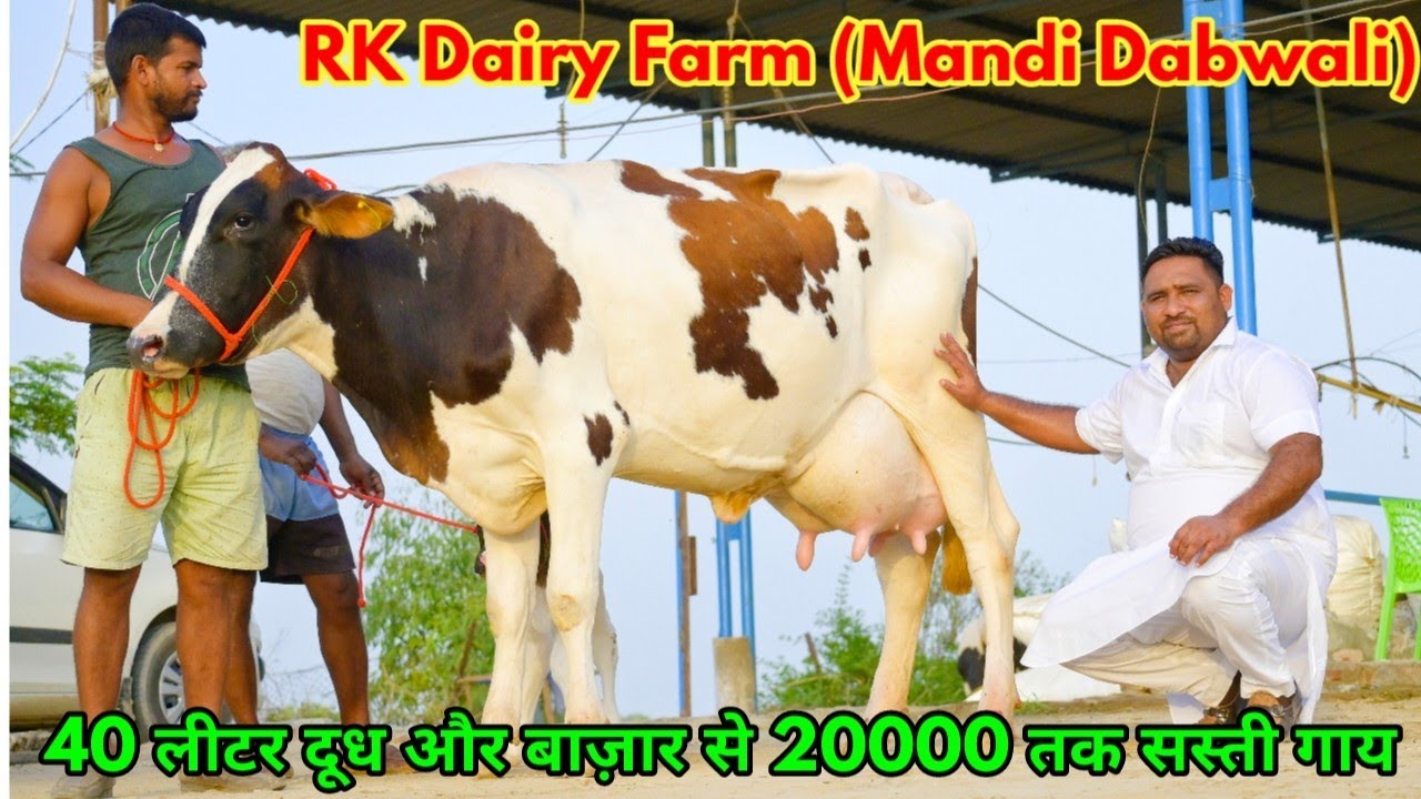 25 से 40 लीटर दूध की 30 गाय बिकाऊ। RK Dairy Farm, Mandi Dabwali, Punjab