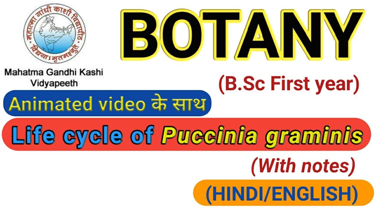 Botany for BSc | Life cycle of Puccinia graminis tritici