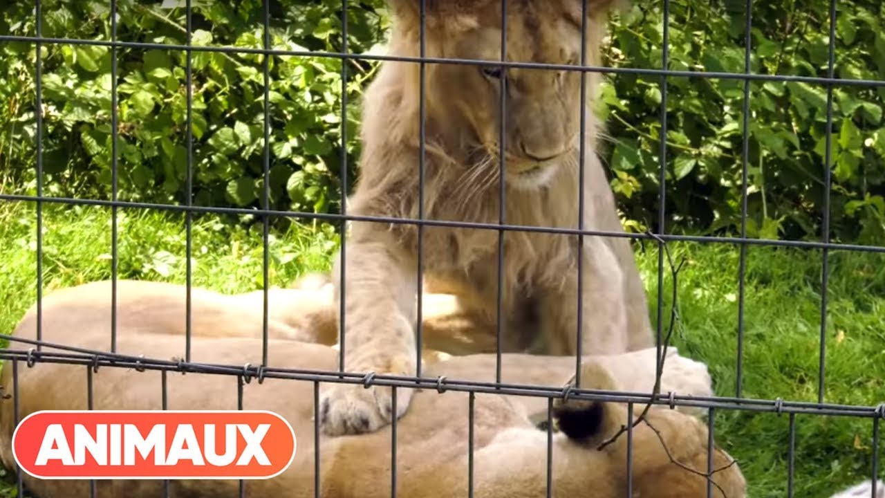 Pourquoi les soigneurs ne doivent pas aimer les animaux dont ils s'occupent ? - Animaux