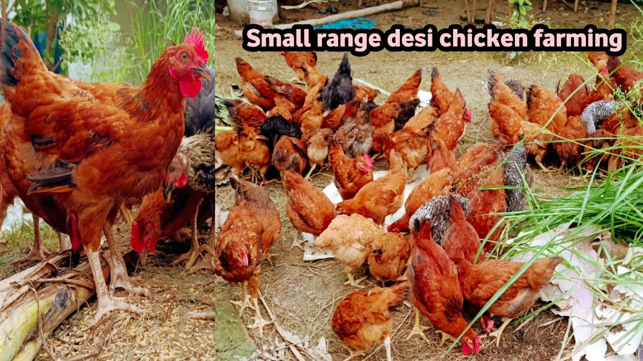 Small Range Desi Chicken Farming || Desi Murgi Palan || Kadaknath Farming || Sonali Chicken ||