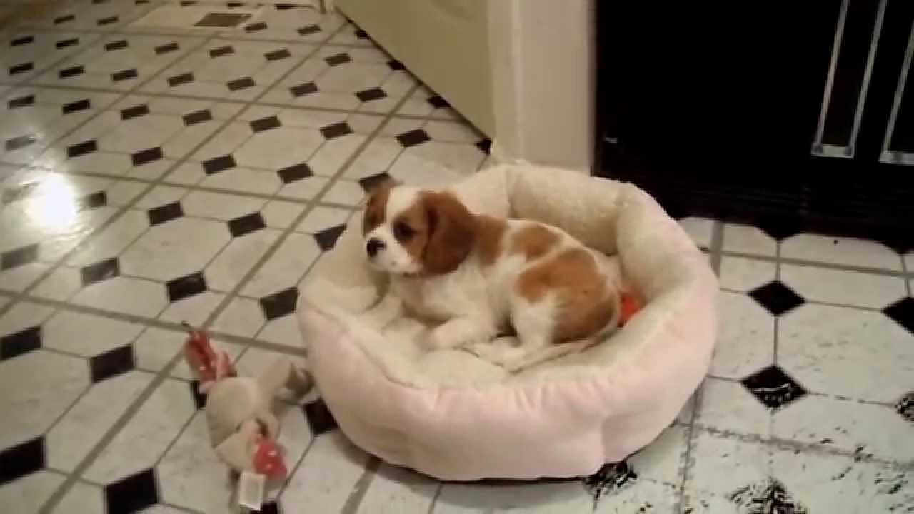 Annabelle's pesky people keeping her awake