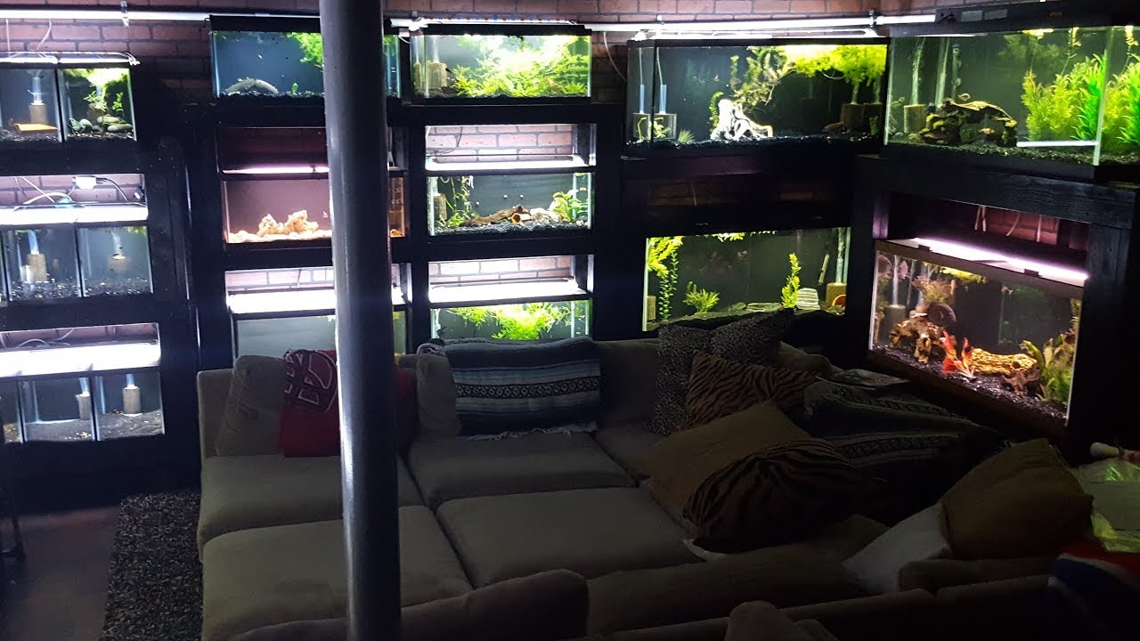 Full Fish Room Tour - Spring 2018 Part 2