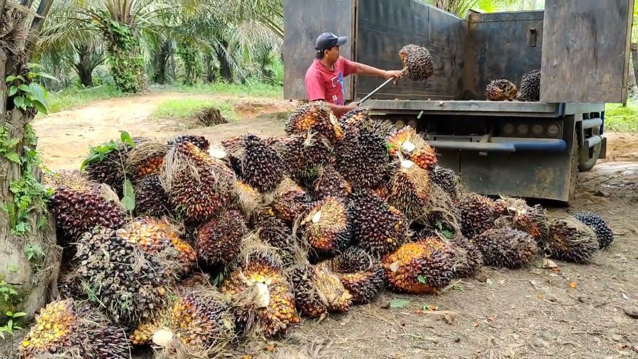 muat sawit