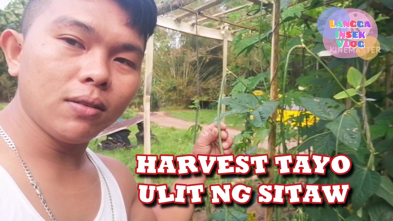 SAMAHAN NIYO AKONG MAG HARVEST ULIT NG ATING MGA SITAW SA TAMANG PARAAN