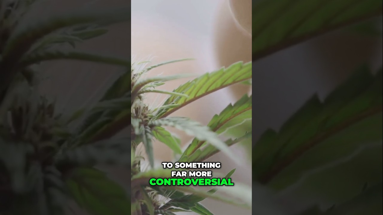 Cannabis in the Bible: The Shocking Truth Revealed #ancientcannabis #ancienthealing #ancientstory