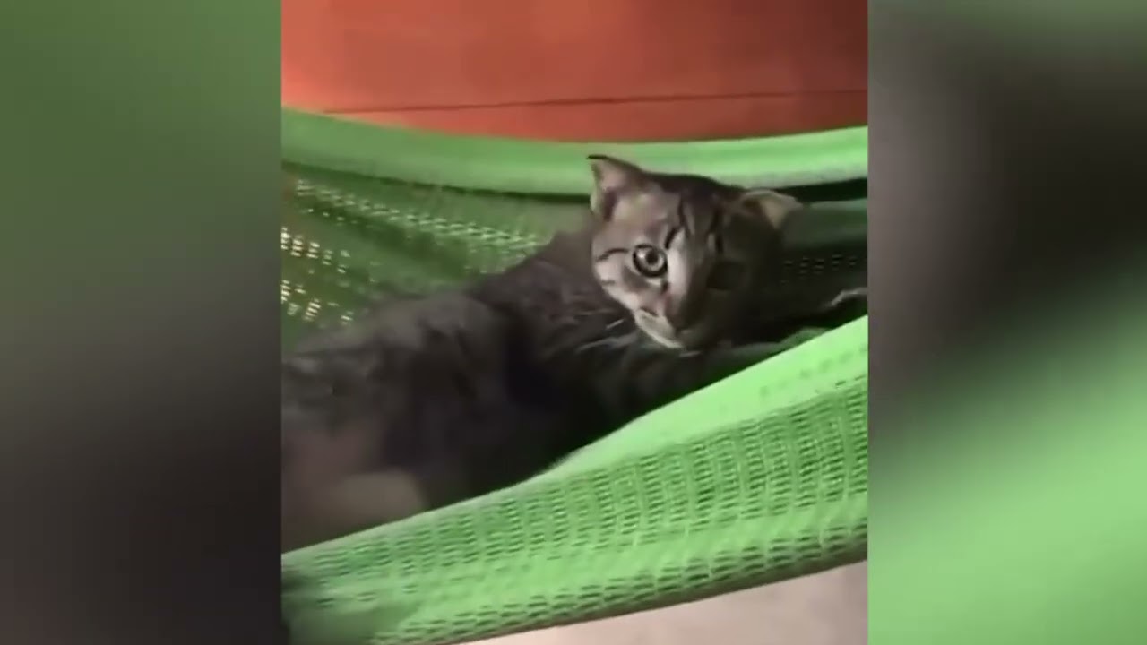 Animais engraçados que vão te dar aquela alegria instantânea que você tanto precisa ♥