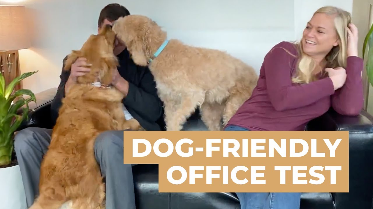 The Dog friendly Office: A Social Experiment