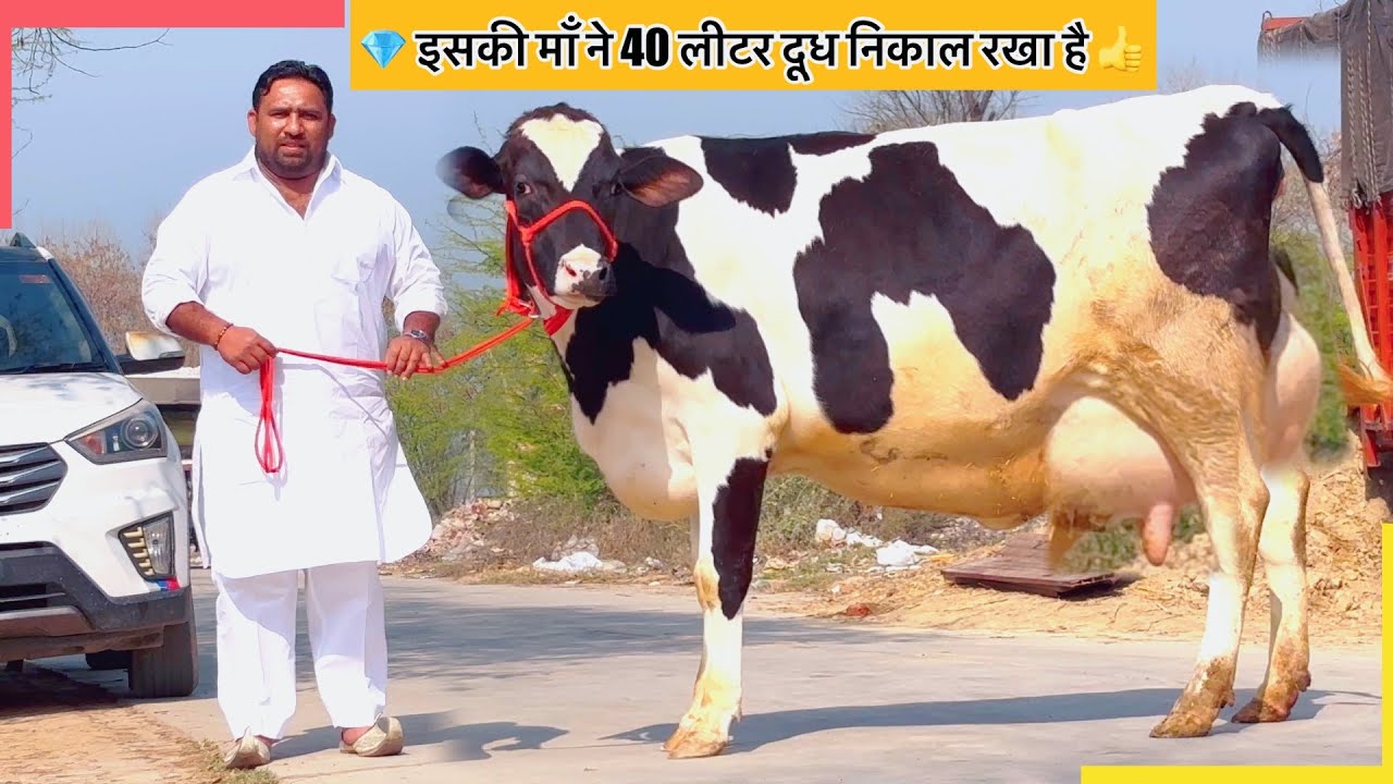 इसकी माँ ने 40 लीटर दूध दिया है ये || 4 cow sold out #cow #dairyfarm #rajusirsa 