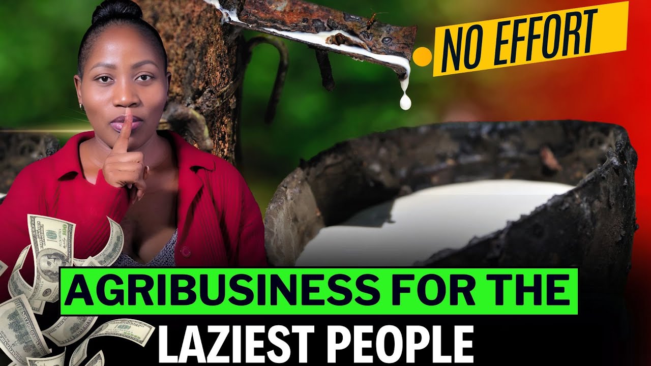 The Millionaire's Tree: Why Africa's Elite Are Quietly Investing in Rubber Plantations
