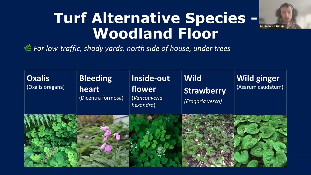 How to Replace Lawn & Turf in the Pacific Northwest