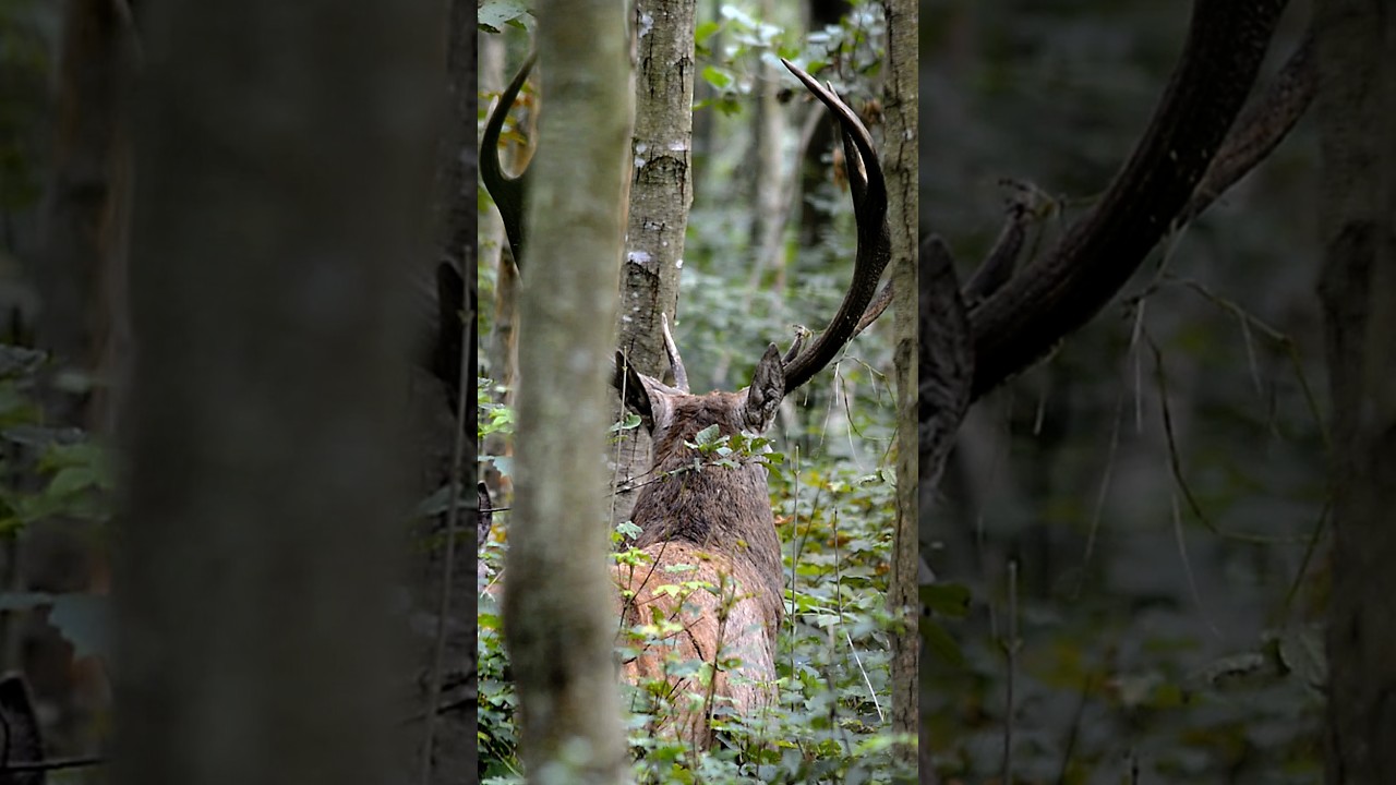 Kiedy spotykasz go w głębi lasu... 😱🦌 #shorts #jeleń #adrenalina