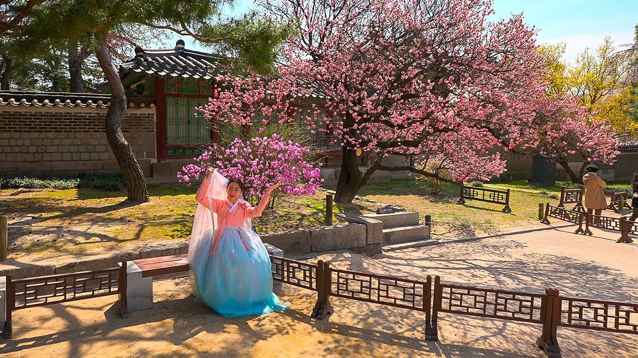 Seoul Cherry Blossom Season Tour of Changdeokgung Palace | Korea Travel Guide 4K HDR