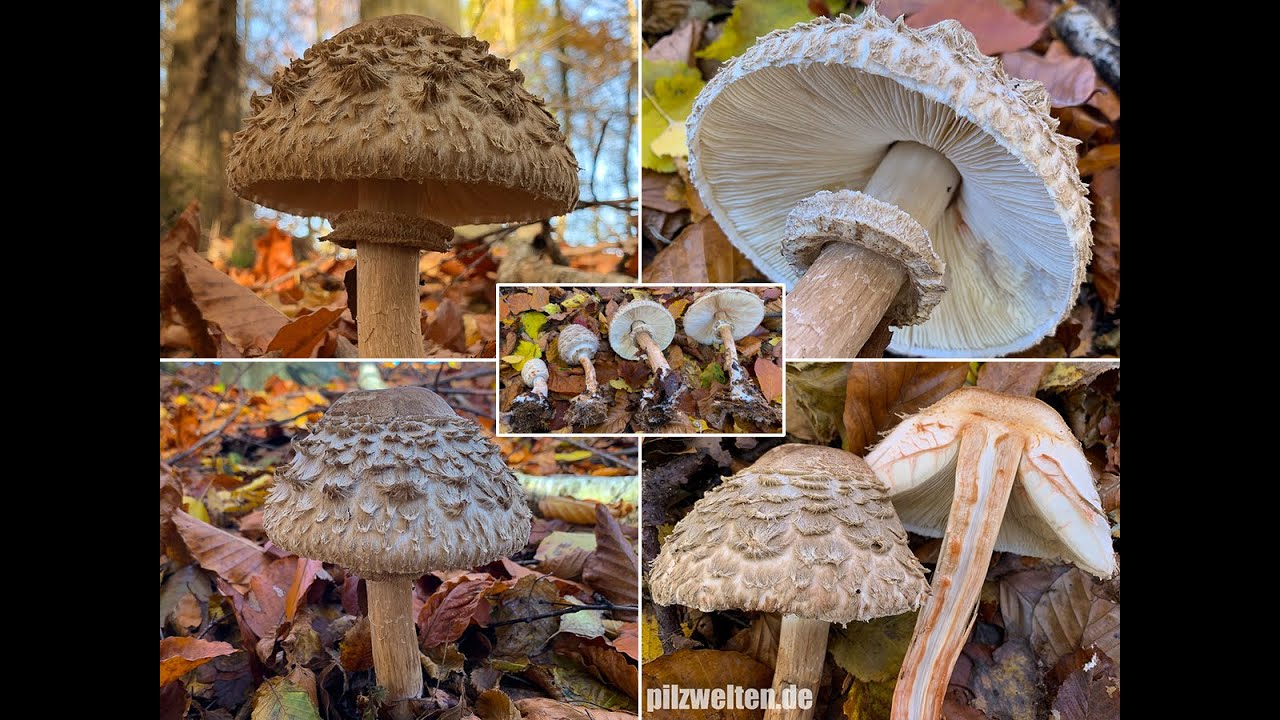 Pilzportrait - Safranschirmling, Wald-Safranschirmling, Chlorophyllum olivieri