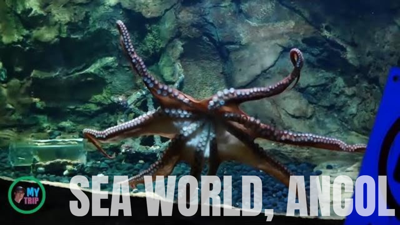 Sea World, Ancol, Jakarta