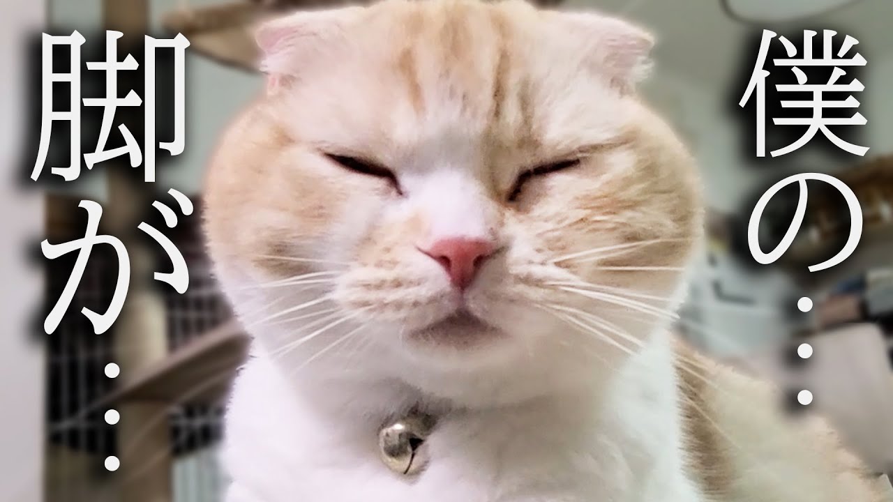 病院から帰ってきて猫の状況について...
