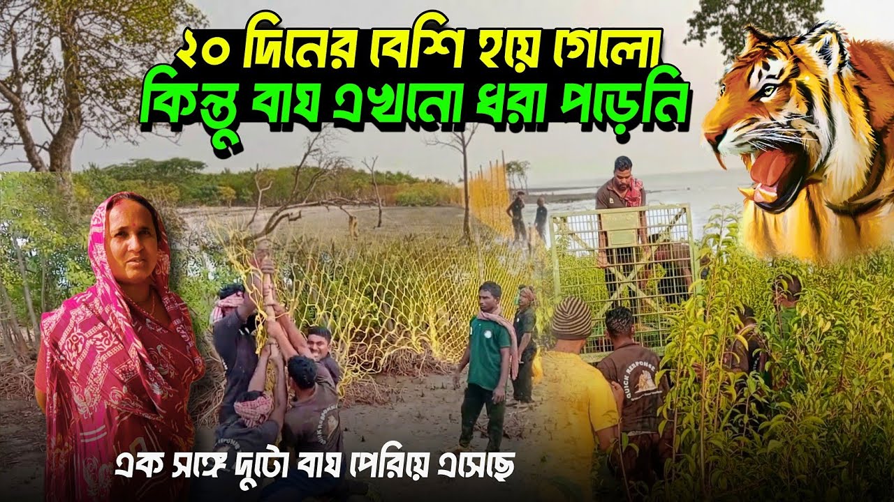 একসঙ্গে দুটো বাঘ পেরিয়ে এসেছে এই জঙ্গলে//tiger attack in sundarban//sundarban tour 2025