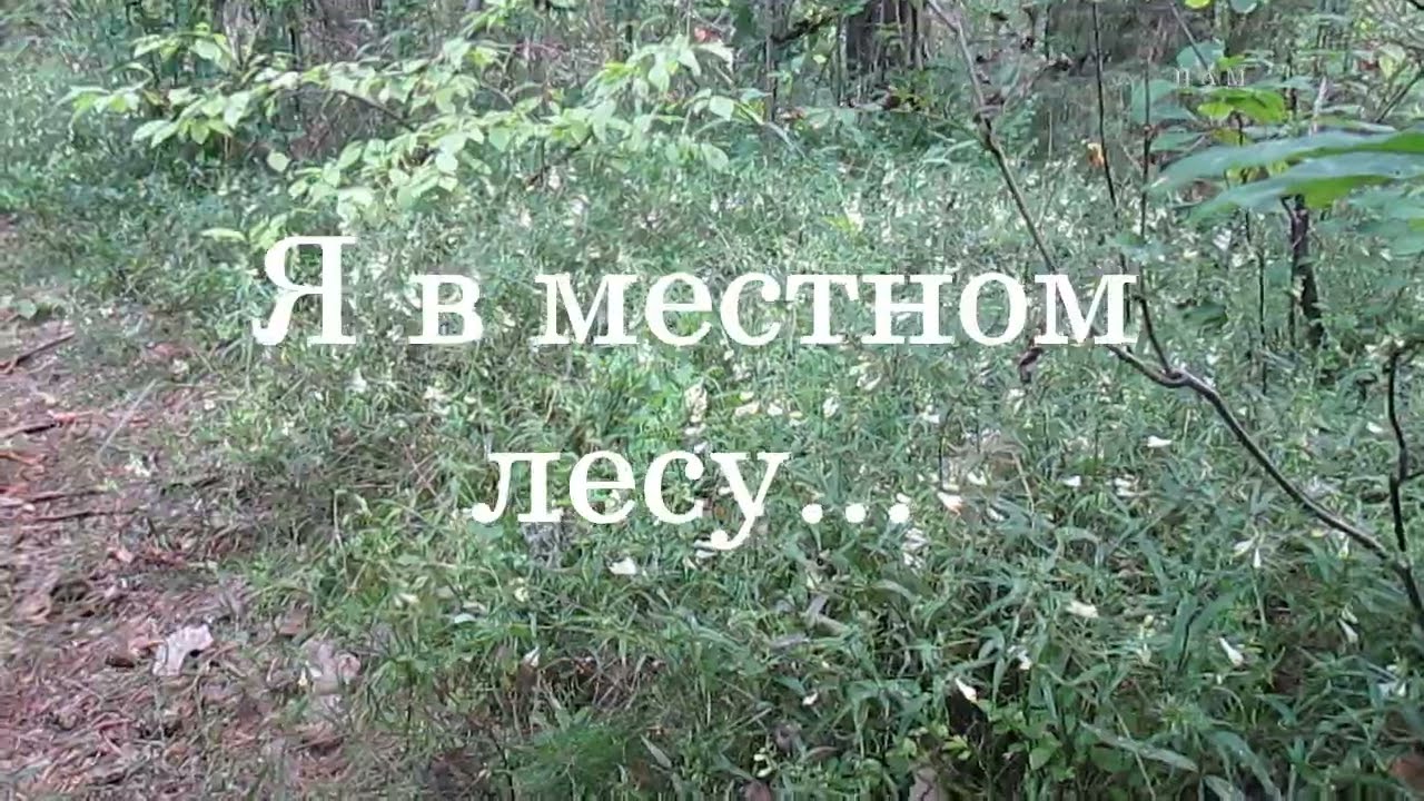 Я в местном лесу