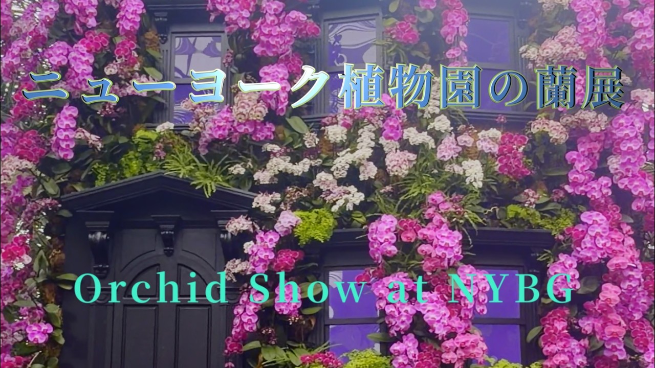 オープン直後に入館したつもりがすでに混んでる最初で最後のニューヨーク植物園の蘭展を鑑賞してみた - Orchid Show NYBG