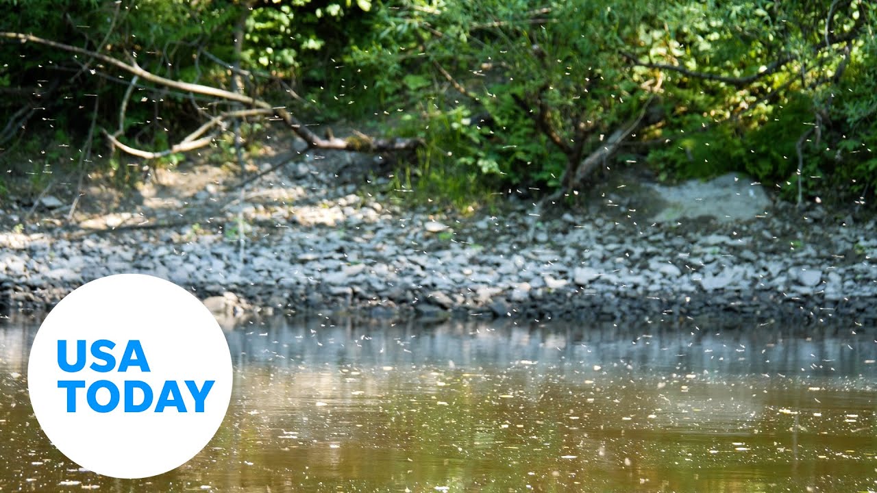 Diseases spread by mosquito bites and how you can protect yourself | USA TODAY