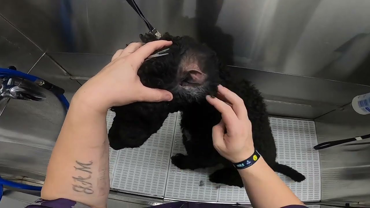POODLE EAR Cleaning