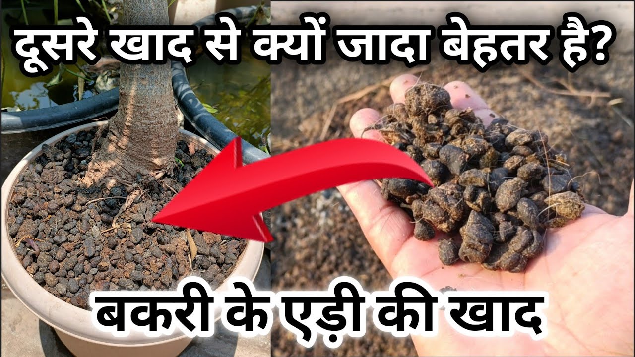 क्यों जादा बेहतर है बकरी के एड़ी की खाद  | Uses and Benefits of Goat Manure