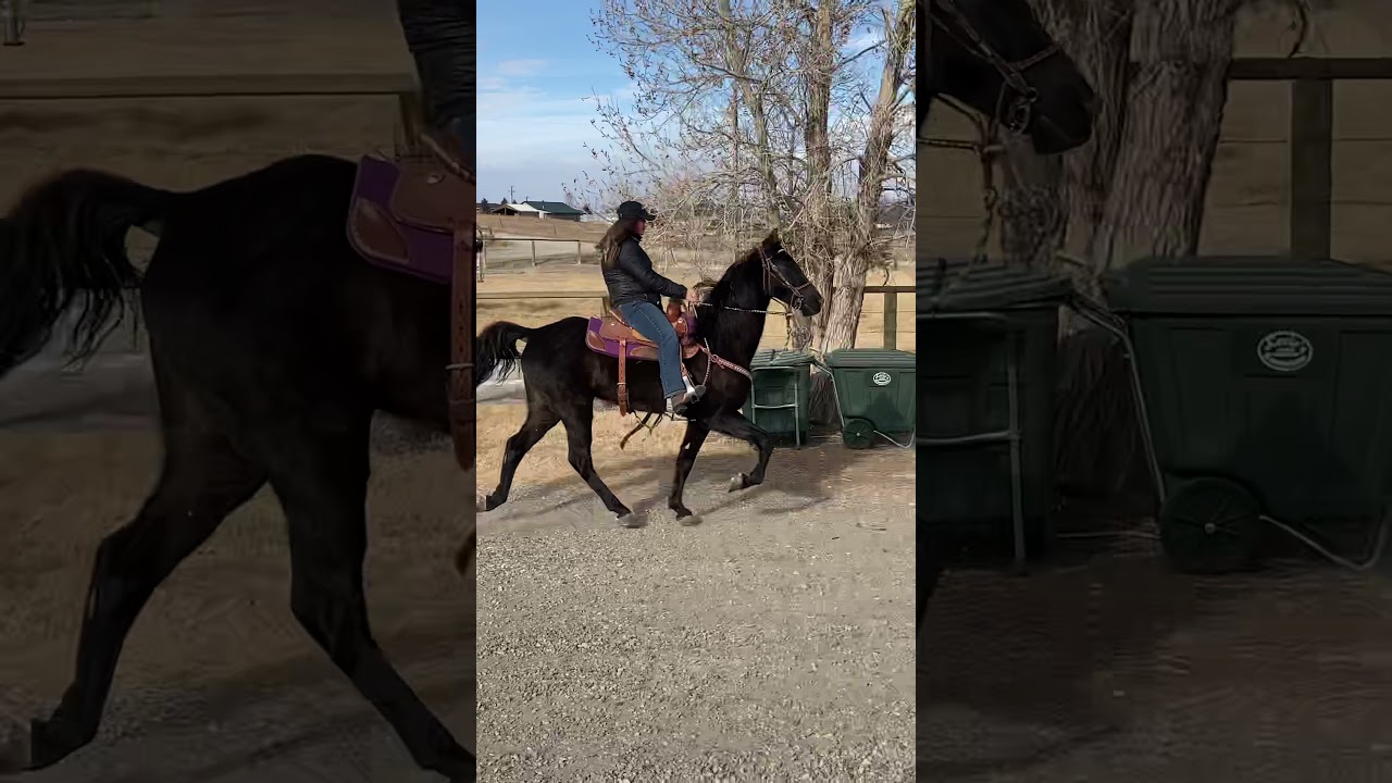 Tennessee walking horse gaiting
