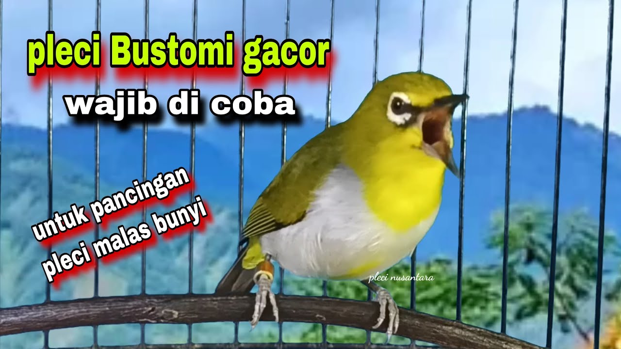 Suara Burung Pleci Gacor Ngalas Nembak Ngerol || Pleci Bustomi Gacor || Pleci Gacor Buka Paruh