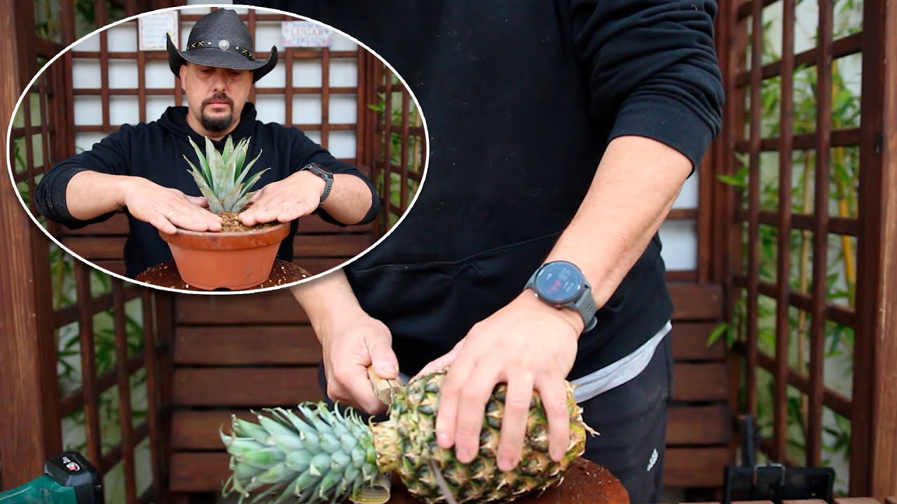 Hagamos una planta de pi&ntilde;a - Plantando el penacho