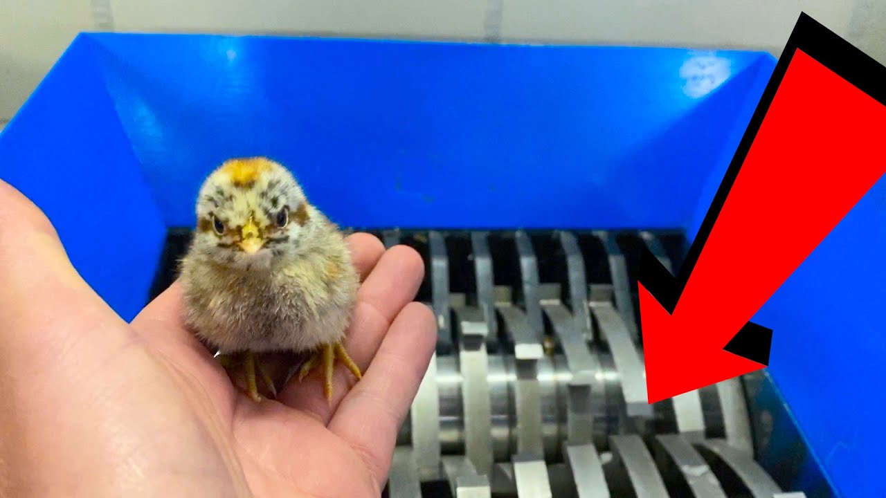измельчение цыпленка