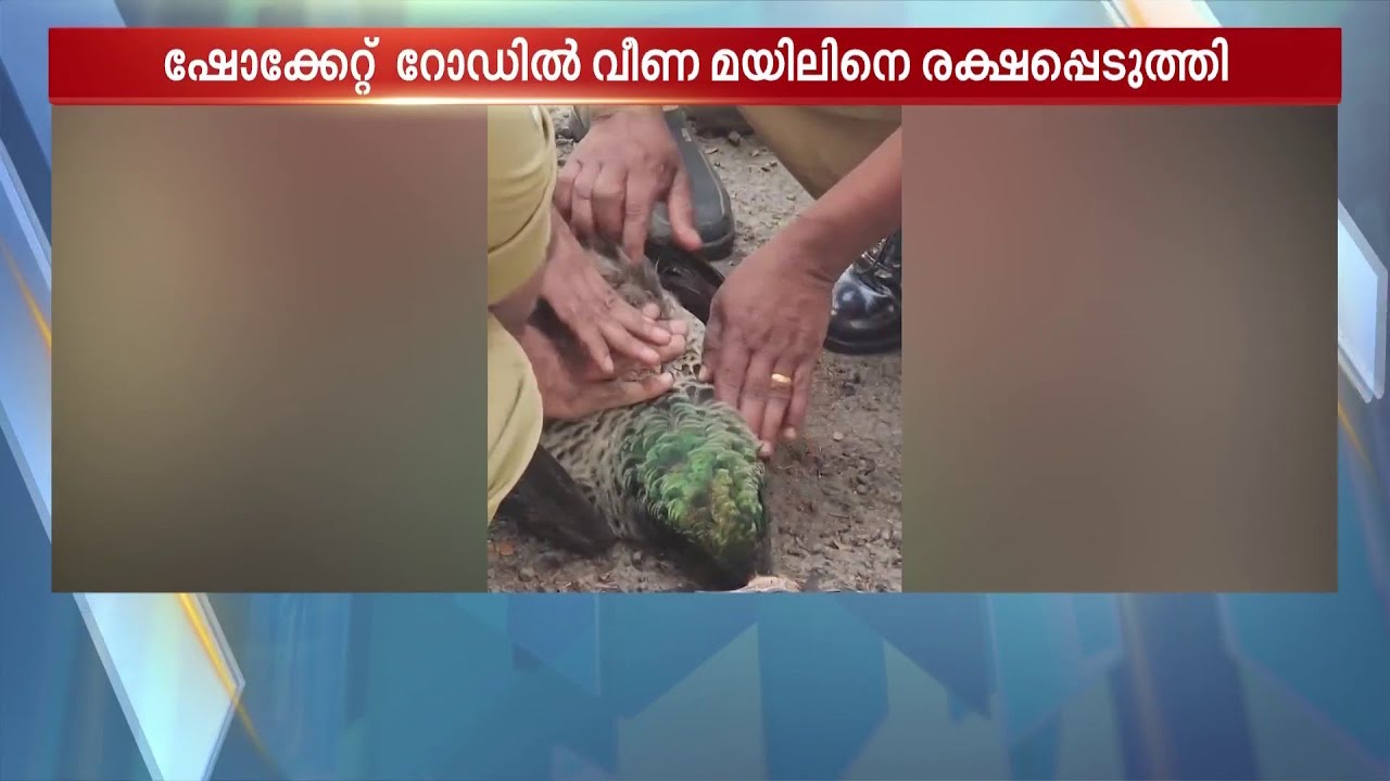 ഷോക്കേറ്റ് വീണ മയിലിന് സിപിആര്‍ നല്‍കി ജീവിതത്തിലേയ്ക്ക് തിരികെ എത്തിച്ച് ഫയര്‍ഫോഴ്‌സ് | Rescue