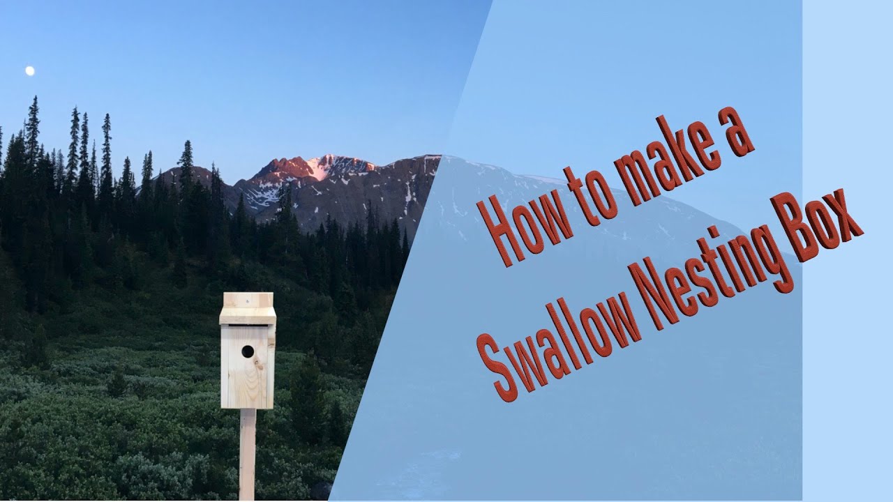 How to Build a Swallow Nesting Box