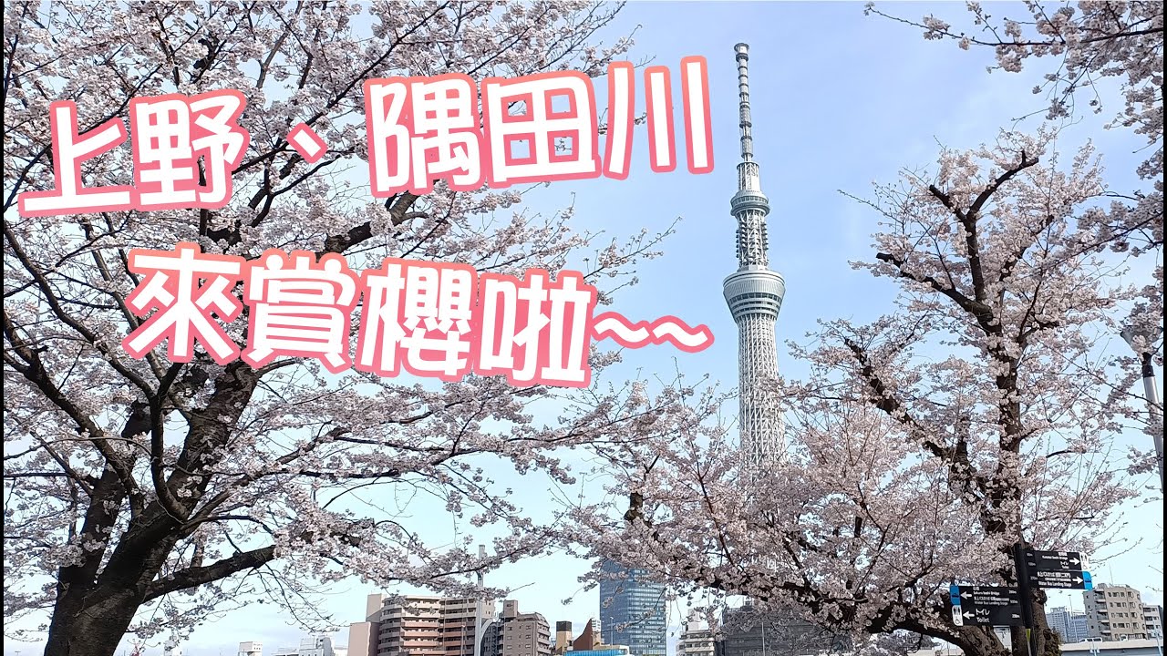 日本賞櫻 | 準備迎接春天，回顧上野、隅田川賞櫻