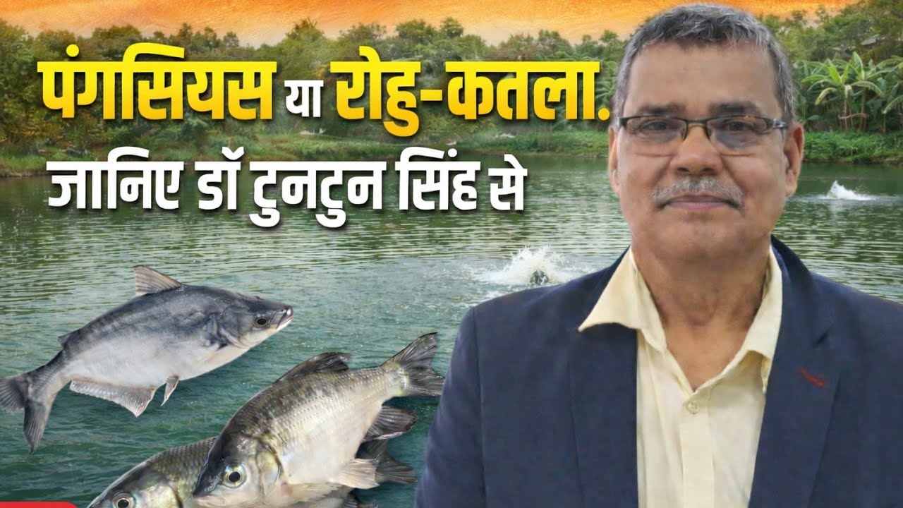 IMC (रोहू, कतला, नैनी etc) vs पंगेसियस- बिंदुवार तुलना.. मछलीपालन के लिए क्या है बेहतर विकल्प ?