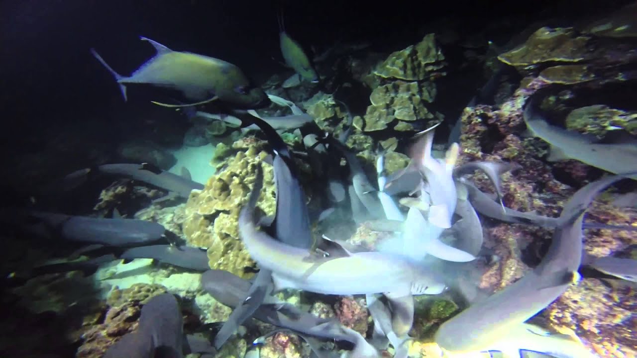 whitetip reef sharks hunting at night